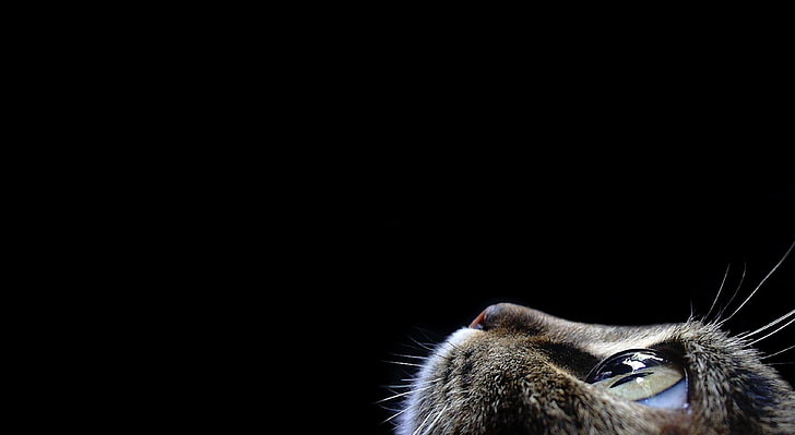 Curious Cat HD Wallpaper, fondo de pantalla de cabeza de gato negro, Aero, Negro, Curioso, Fondo de pantalla HD