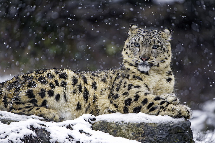 Leopardo da neve, 4K, Feminino, Neve, HD papel de parede