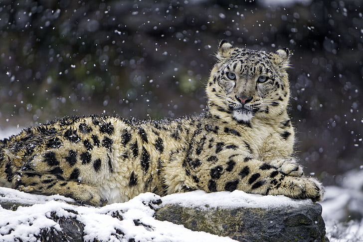 leopard on snowy rock, Snow leopard, Female, Snow, 4K, HD wallpaper