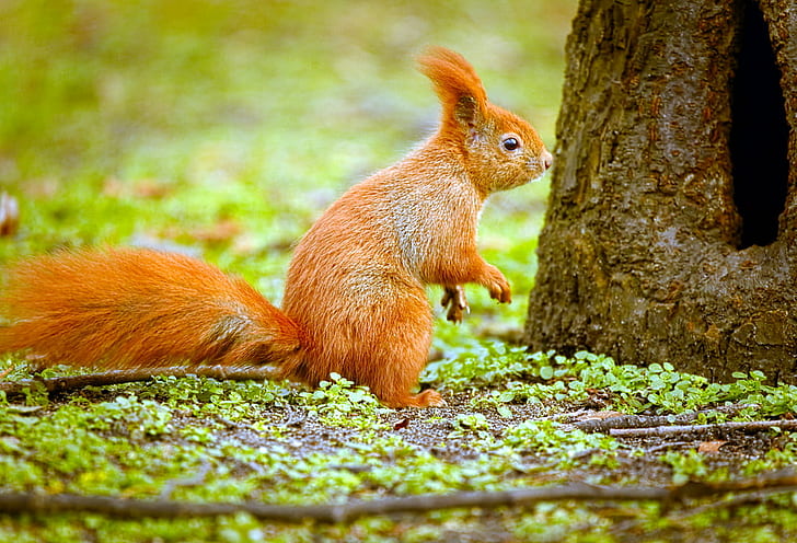 brown squirrel beside tree, hole, brown, tree  squirrel, Eurasian red squirrel, Wiewiórka, Sciurus vulgaris, squirrel, rodent, animal, nature, mammal, wildlife, cute, outdoors, autumn, forest, HD wallpaper