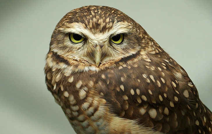 brown owl, owl, face, predator, bird, eyes, feathers, HD wallpaper