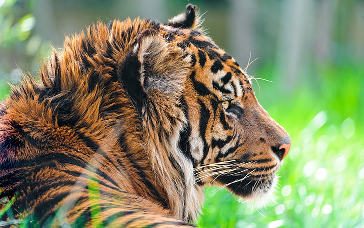 Sumatra-Tiger 4K, Tiger, Sumatra, HD-Hintergrundbild