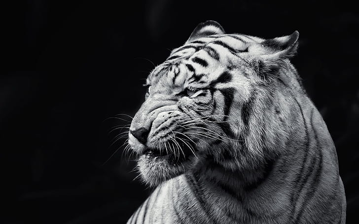 harimau, wajah, mata, hitam dan putih, Wallpaper HD