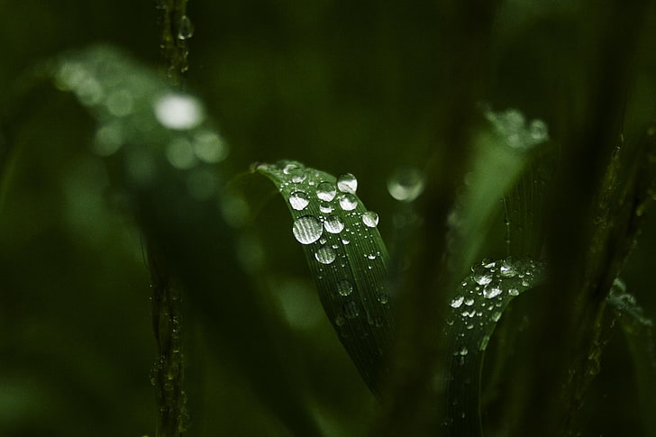 water droplets on green-leafed plant, greens, leaves, water, drops, macro, Rosa, background, widescreen, Wallpaper, full screen, HD wallpapers, fullscreen, HD wallpaper