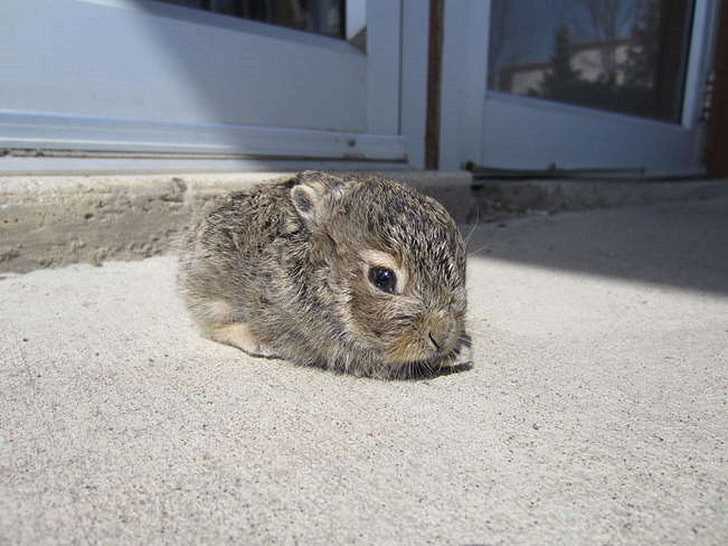 bayi kelinci, binatang lucu, penyamakan matahari, Wallpaper HD