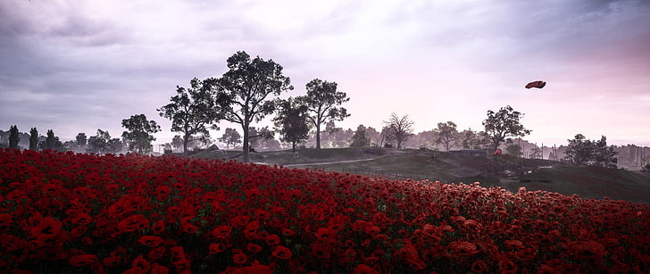 Champ de bataille, champ de bataille 1, fleur, paysage, coquelicot, fleur rouge, Fond d'écran HD