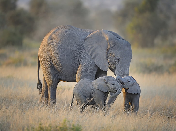 Słonie afrykańskie - matka i urocze dzieci Tapety HD, trzy szare słonie, zwierzęta, dzikie, widok, podróż, ochrona, natura, krajobrazy, dziecko, podróż, rano, bliźniaki, fotografia, słonie, gatunek, kenia, park, afryka, afryka, zwierzę , Wakacje, ochrona, naturalne, przygoda, safari, dzika przyroda, wyprawa, siedlisko, wycieczka, amboseli, miejsce docelowe, wizyta, atrakcja turystyczna, eastafrica, park narodowy, turystyka, użytki zielone, rezerwat, riftvalley, IUCN, Tapety HD