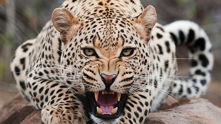 binatang, jaguar, Wallpaper HD