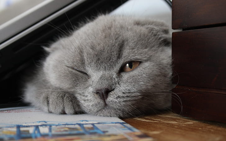 Pequeño gato Scottish Fold, gato Scottish Fold, hermoso, pequeño, con sueño, Fondo de pantalla HD