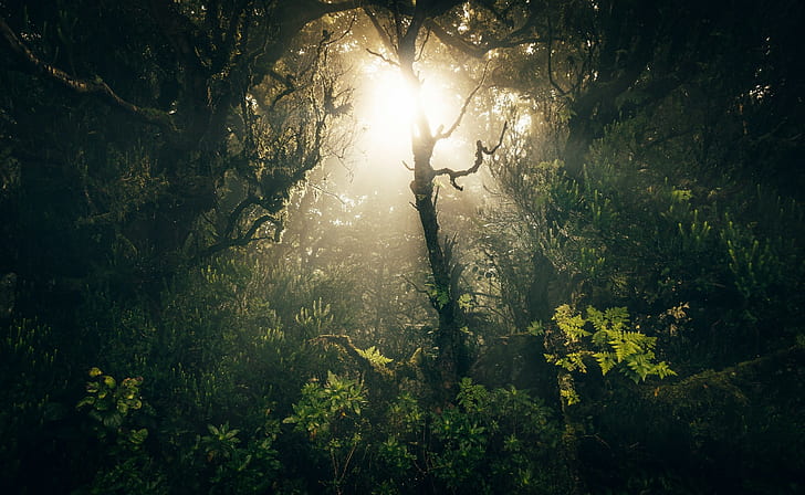 naturaleza, bosque, Fondo de pantalla HD