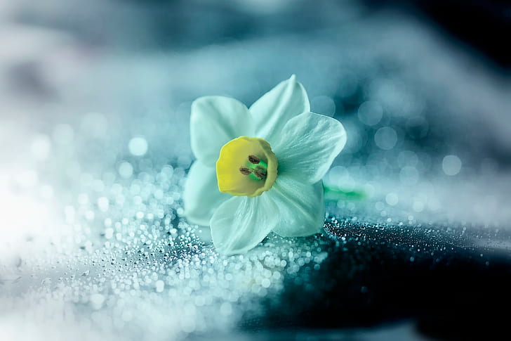 Narcisse de fleur, jonquille blanche, fleur, narcisse, hanches, Fond d'écran HD