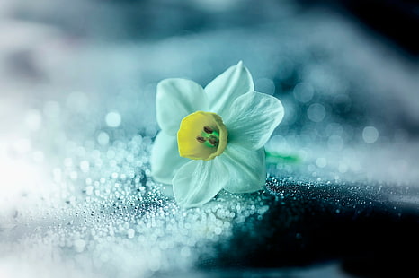 Narciso de flor, narciso branco, flor, narciso, quadris, HD papel de parede HD wallpaper