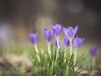 фиолетовый цветок крокуса в цвету днем, весна здесь, по-настоящему, фиолетовый, крокус, цветок, в цвету, дневное время, доступный свет, природа, растение, MFT, M43, Micro 4/3, персик, степенями свободы, боке, винтаж,объектив, ручной фокус, Panasonic Lumix GX8, Helios 44, croci, весна, красота На природе, сезон, крупный план, лето, на природе, HD обои HD wallpaper