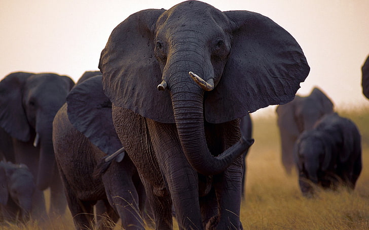 kawanan gajah, alam, hewan, margasatwa, gajah, Wallpaper HD