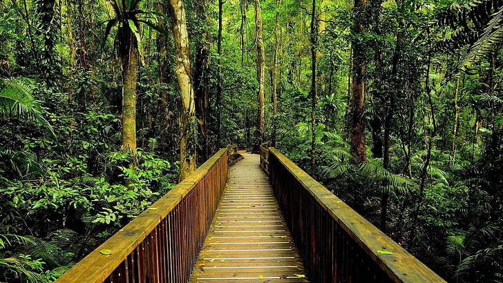 Bridges, Bridge, Forest, Green, Jungle, Rainforest, Wooden, HD wallpaper