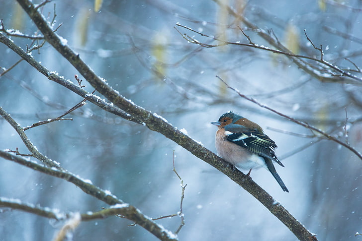 pássaro preto e marrom passerine, inverno, neve, ramos, pássaro, queda de neve, tentilhão, HD papel de parede