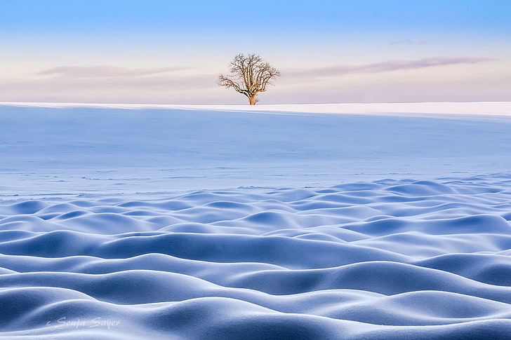 blue rippled sand, winter, snow, landscape, trees, HD wallpaper
