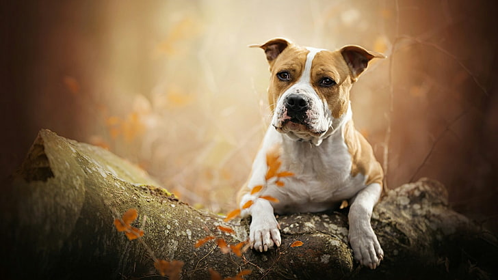 dog breed, dog, mammal, staffordshire terrier, terrier, american staffordshire terrier, trunk, HD wallpaper