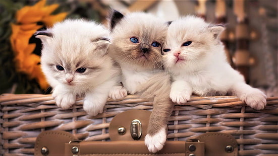 Cats, Cat, Animal, Baby Animal, Basket, Cute, Fluffy, Kitten, HD wallpaper HD wallpaper