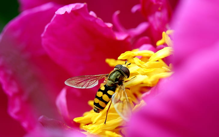 bee, poppy, flower, pollination, stamen, petals, HD wallpaper