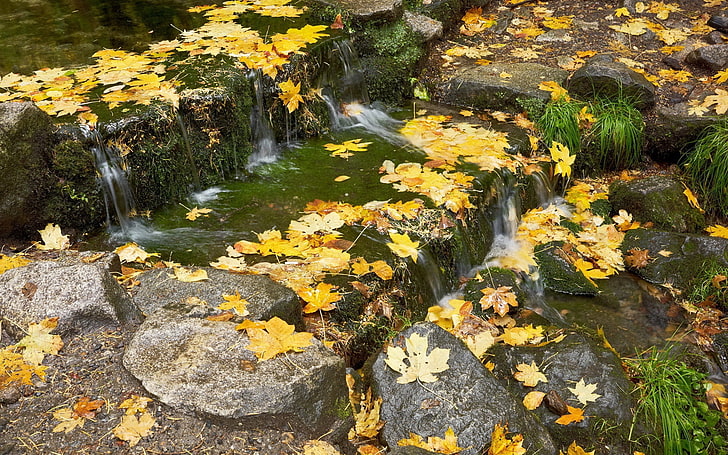 foglie marroni, foglie, ruscello, soglie, autunno, acero, cascata, corrente, sassi, erba, Sfondo HD