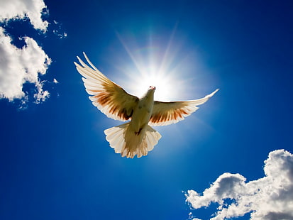 새, 비둘기, 하늘, 아름다운, HD 배경 화면 HD wallpaper