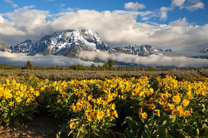 clouds, flowers, mountains, meadow, Wyoming, Grand Teton, Grand Teton National Park, Rocky mountains, Mount Moran, HD wallpaper