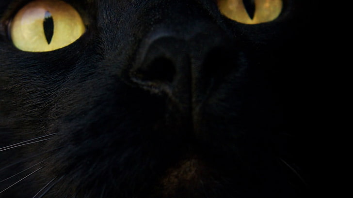 kucing hitam, kucing hitam, kucing, mata, hewan, Wallpaper HD