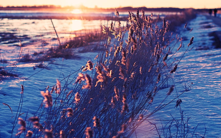 Snow, grass, morning, sunrise, Snow, Grass, Morning, Sunrise, HD wallpaper
