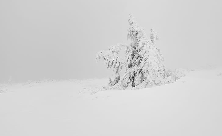 Winter White Snow Tree Aesthetic、Seasons、Winter、Nature、Landscape、Trees、Frozen、Foggy、Snow、France、Simple、Summit、nikon、Haze、blackandwhite、blanc、montagne、D810、Vosges、Hautes Vosges、85mm 1.8、Decembre、 HDデスクトップの壁紙