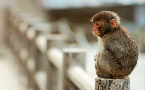 ตลกสัตว์น่ารักลิงลิงกัง, วอลล์เปเปอร์ HD HD wallpaper
