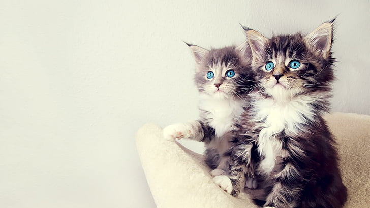 котята, котенок, полосатый кот, кошки, мило, животные, голубые глаза, кот, HD обои