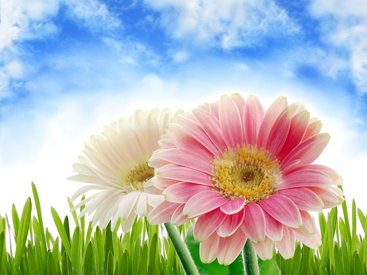 Artístico, Primavera, Flor, Gerbera, Hierba, Flor rosa, Flor blanca, Fondo  de pantalla HD | Wallpaperbetter