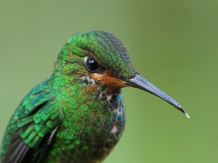 selective focus wildlife photography of green long-beak bird, Hummingbird, selective focus, wildlife photography, beak, bird, colibri, uccello, wings, colors, Costa Rica, animal, wildlife, nature, multi Colored, feather, close-up, HD wallpaper