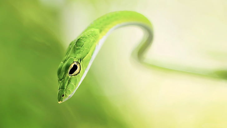 Schlange, Tiere, Reptilien, HD-Hintergrundbild