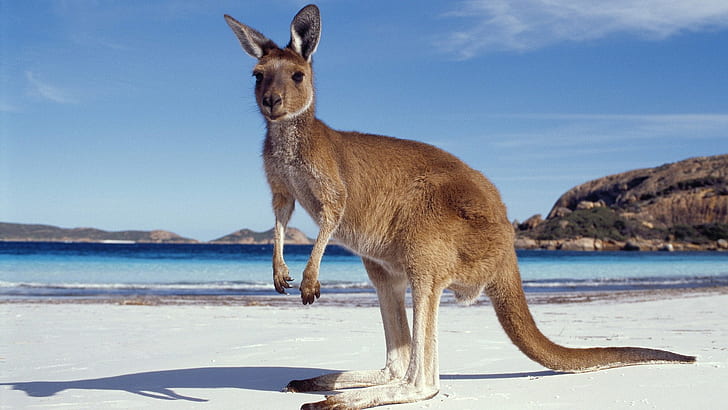 kangaroo, Marsupial, HD wallpaper