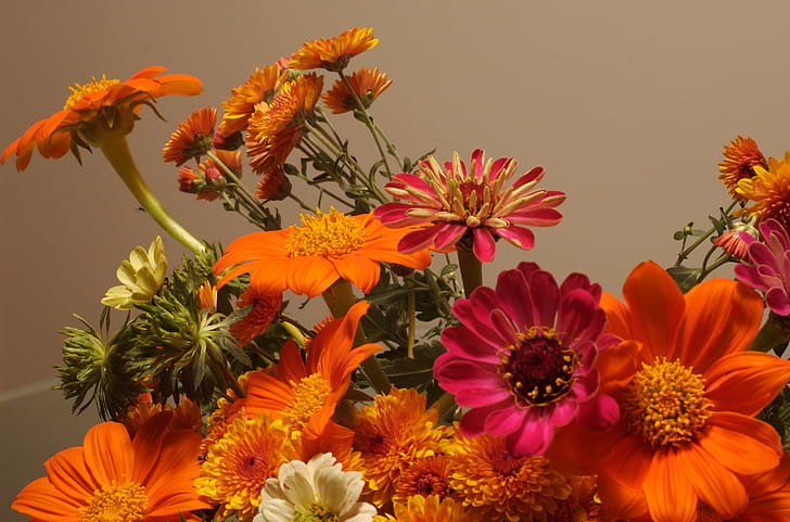 assorted petaled flowers, fall, flowers, nature, yellow, flower, plant, petal, daisy, summer, flower Head, close-up, backgrounds, HD wallpaper