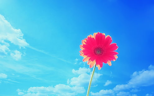 розовый лепестковый цветок, цветы, природа, растения, небо, облака, HD обои HD wallpaper