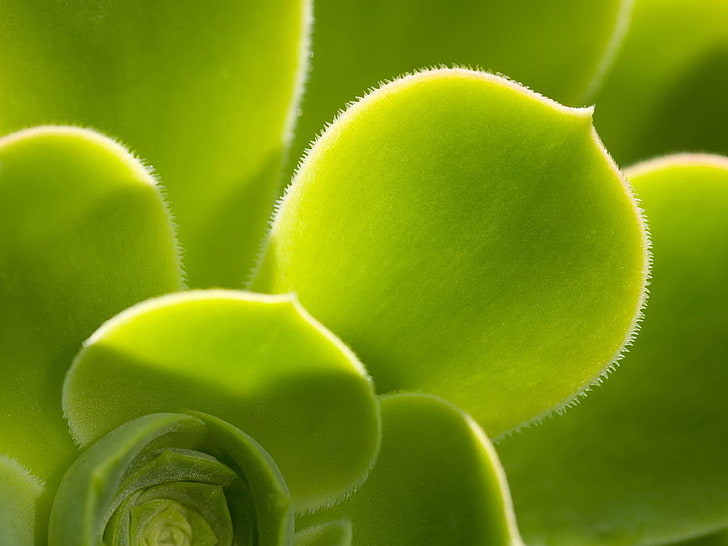 green succulent, leaves, green, form, plant, HD wallpaper