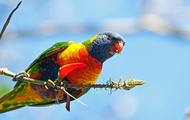 Птици, Rainbow Lorikeet, Bird, Parrot, Wildlife, HD тапет