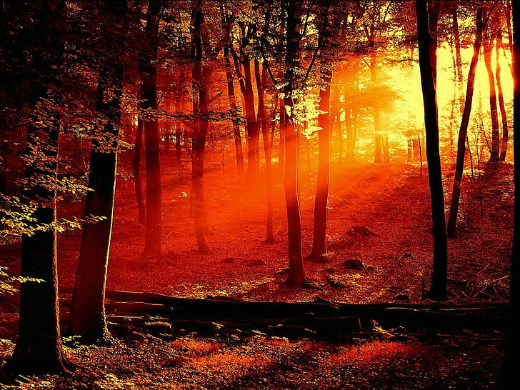 غابة ، أشجار ، غروب الشمس، خلفية HD