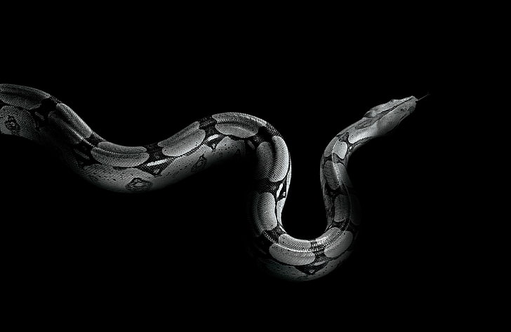 python 4k hd desktop background, HD wallpaper