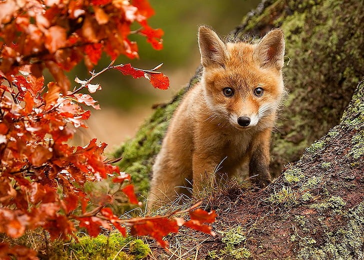 eyes, Fall, Fox, leaves, nature, posture, HD wallpaper