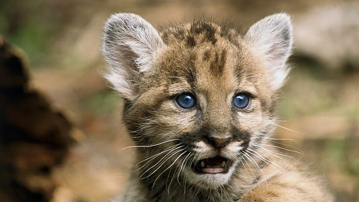 Cougar Baby, feline, mammal, baby, wildlife, cougar, animals, HD wallpaper