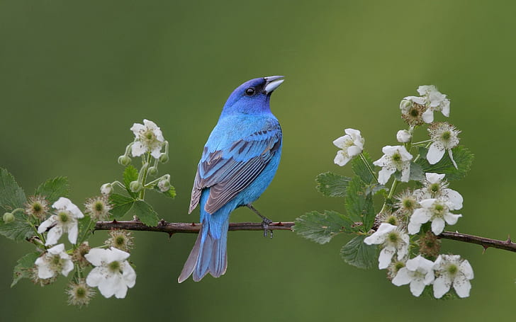 Pájaro azul en la primavera, azul, pájaro, primavera, Fondo de pantalla HD