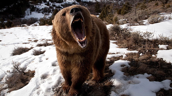 brunbjörn, björnar, natur, djur, tänder, öppen mun, snö, vrål, brunbjörn, HD tapet HD wallpaper