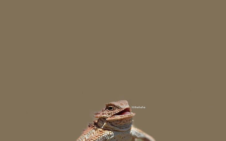 red reptile, reptiles, lizards, laughing, typography, animals, memes, HD wallpaper