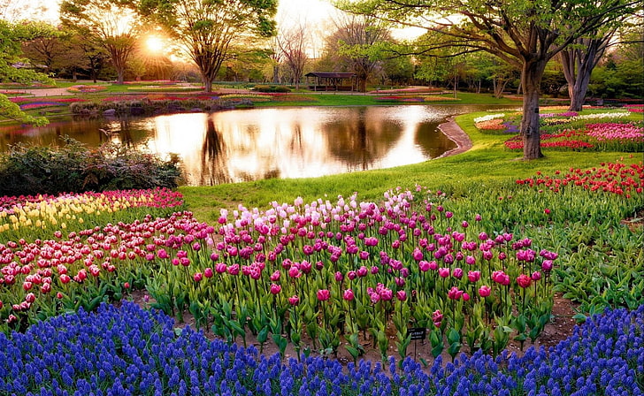 różowe i fioletowe kwiaty tulipanów, tulipany, klomb, jezioro, Tapety HD