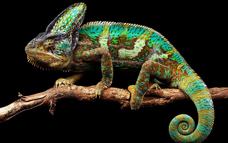 Chameleon background, chameleon nature, background, HD wallpaper