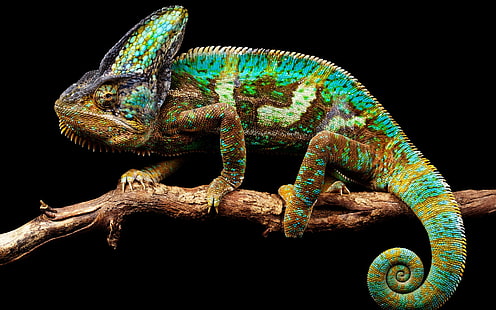 Chameleon background, chameleon nature, background, HD wallpaper HD wallpaper